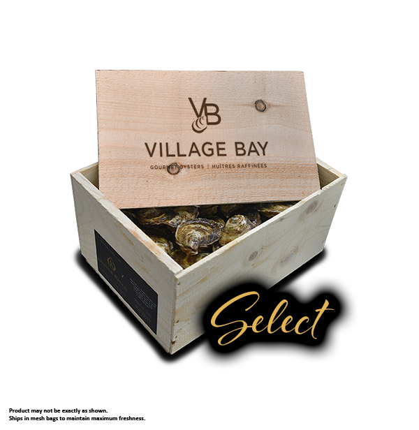 Oysters - Select - 100 pack