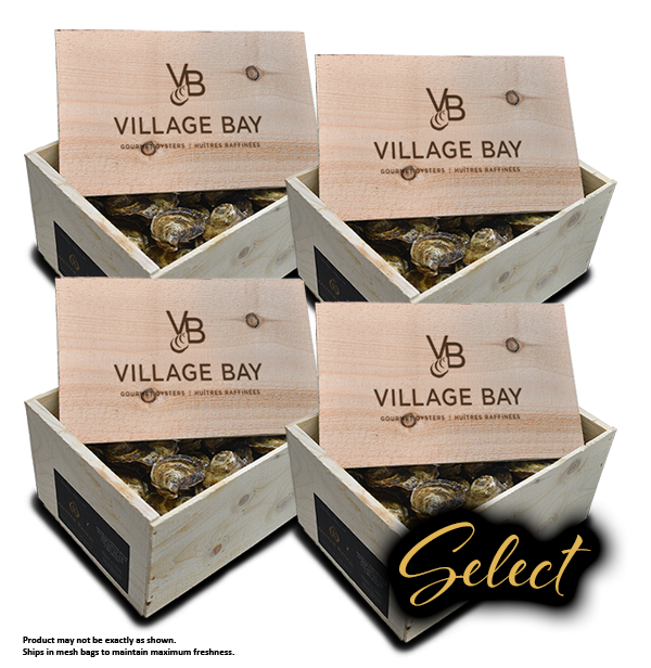 Oysters - Select - 400 pack